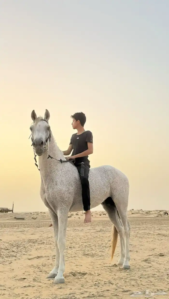 حصان شعبي شيخ فاااخر 0