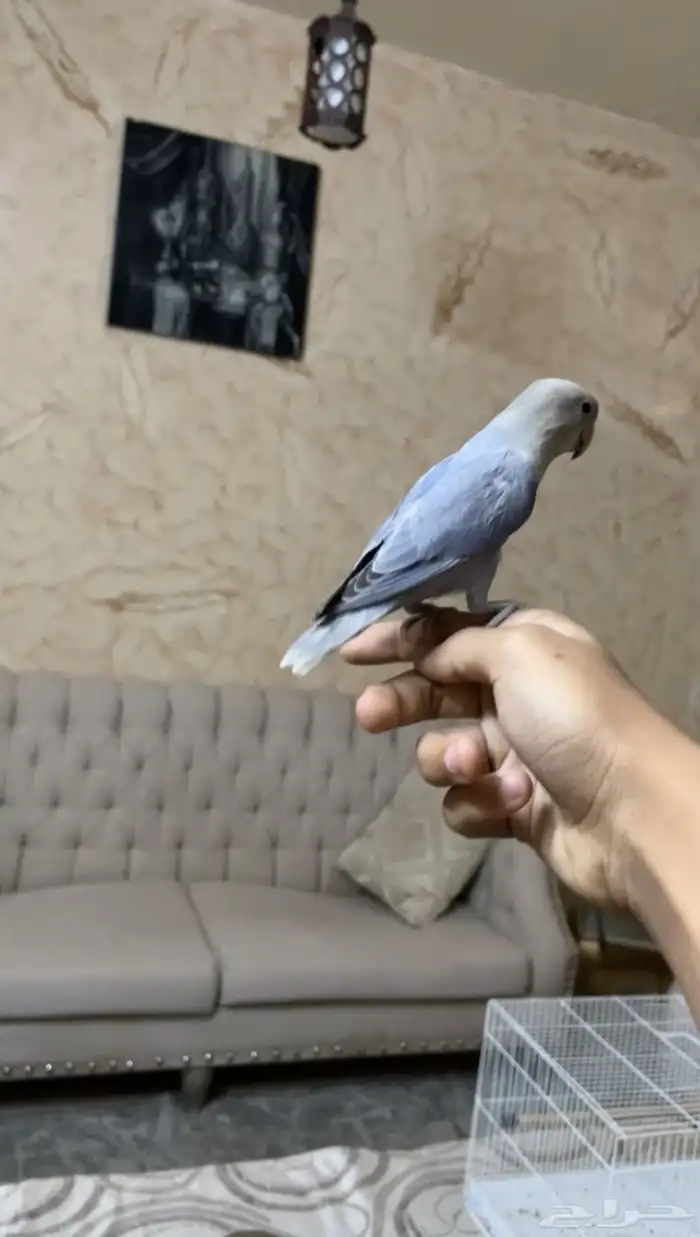 روز أليف 4