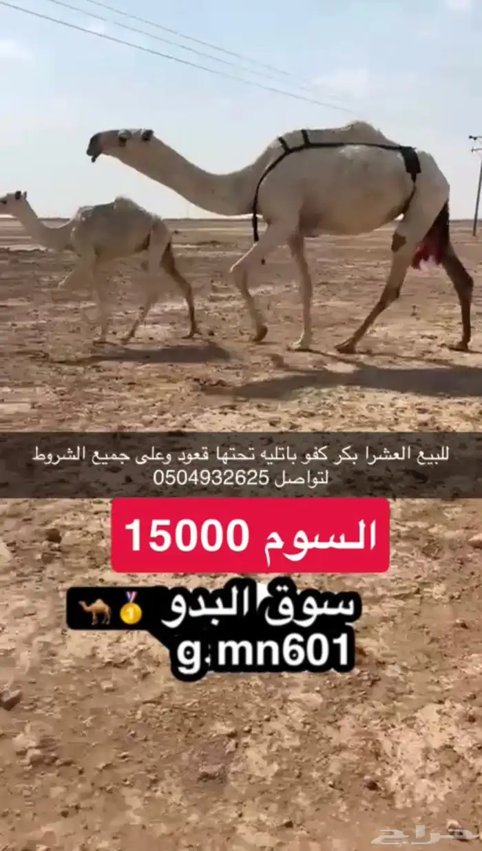 عشرا بكر باتليه تحتها قعود وعلى جميع الشروط 0