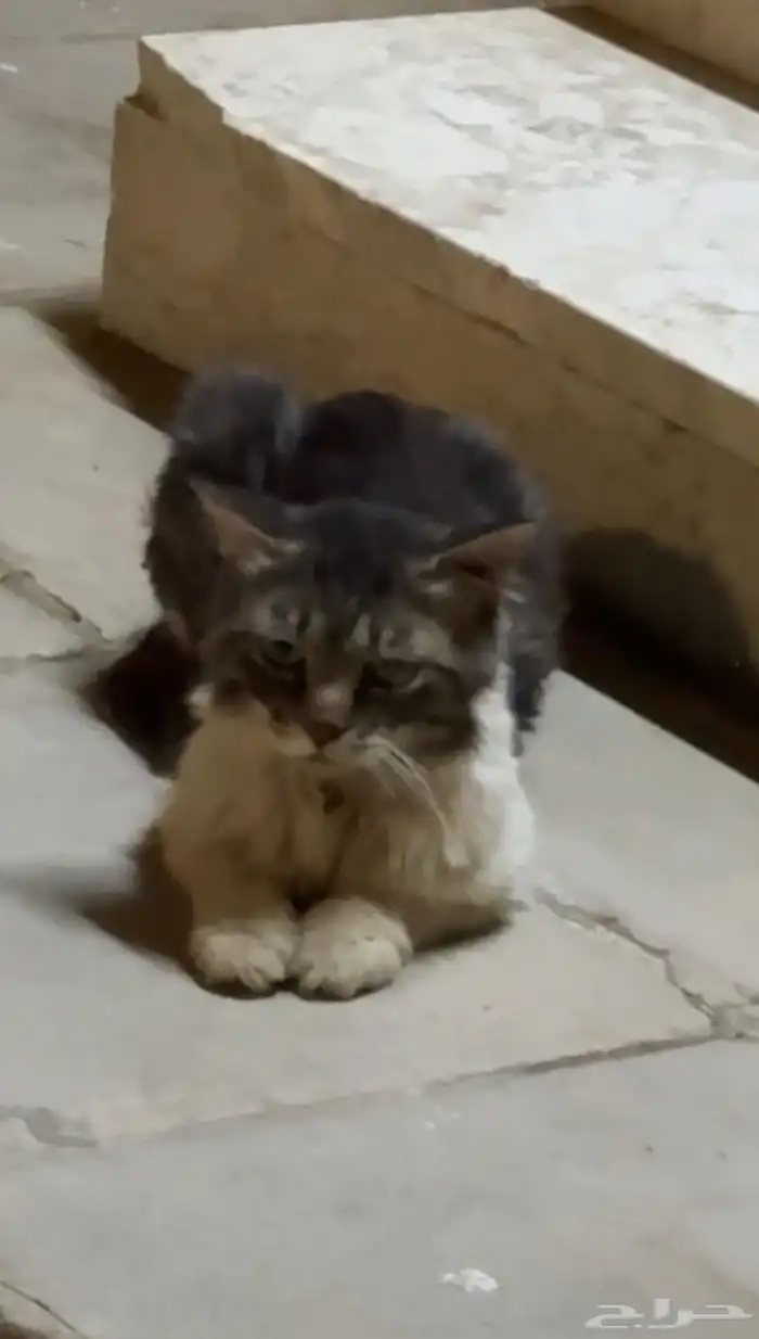 قطط بحاجة للانقاذ 1