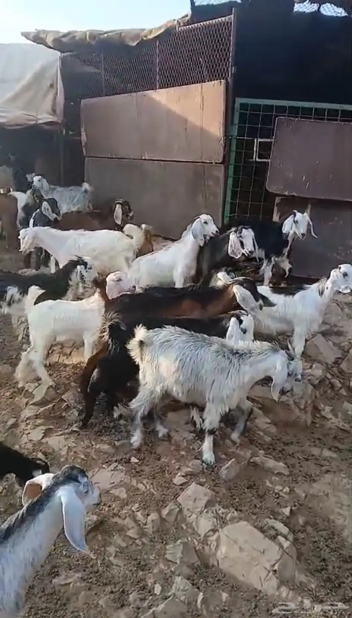 جفار وتيوس طيبه عمار5 شهور وفوق 5