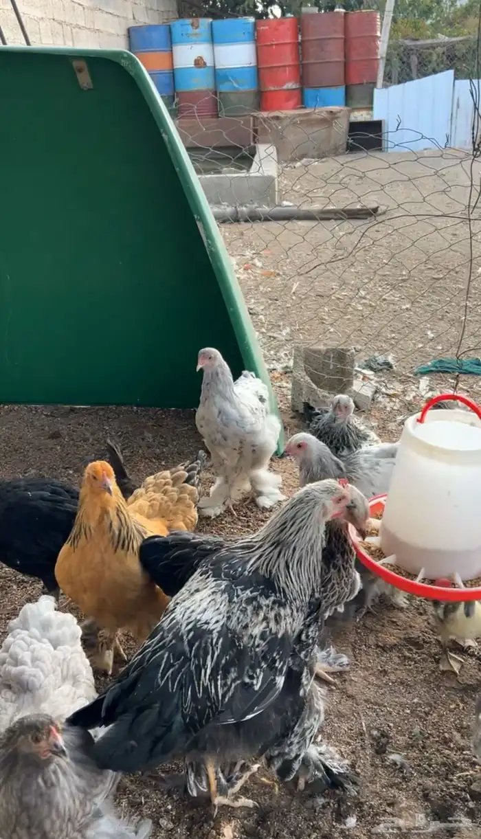 برهاما لبيع 8