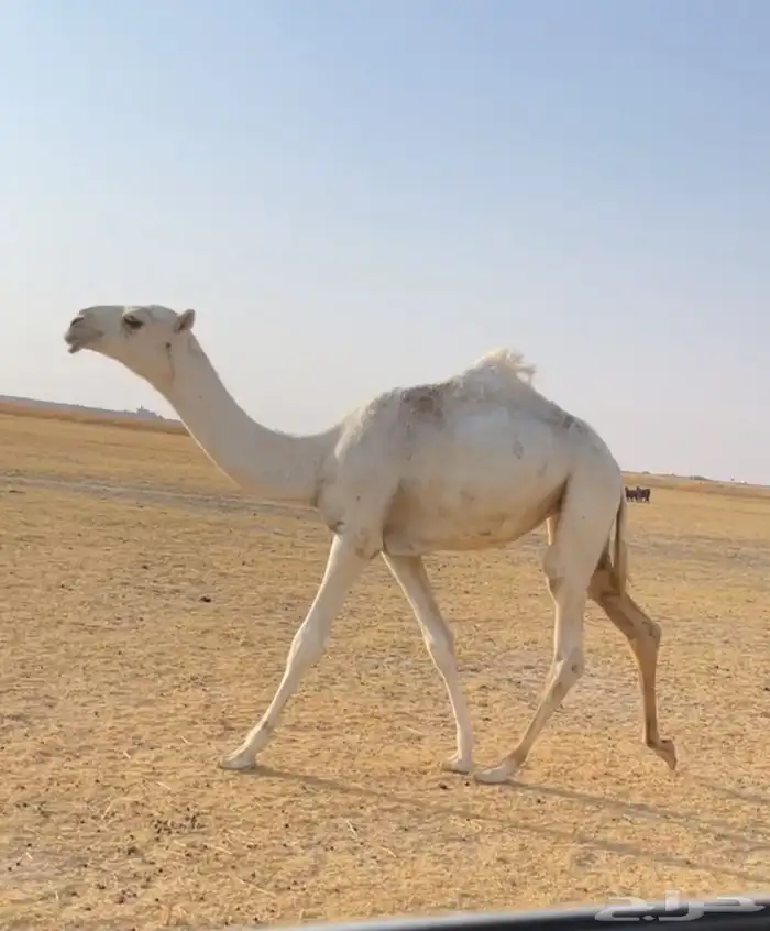 العشرا الوضحا ام البكره الكفو 7
