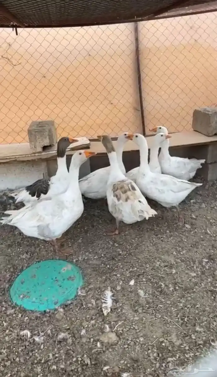 وز كفو من صحه وكل شي 1