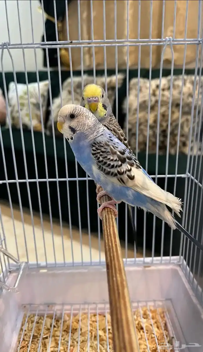 جوز باجي اليف عمر 9 شهور. حوله 0
