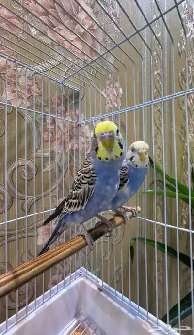 جوز باجي اليف عمر 9 شهور. حوله index