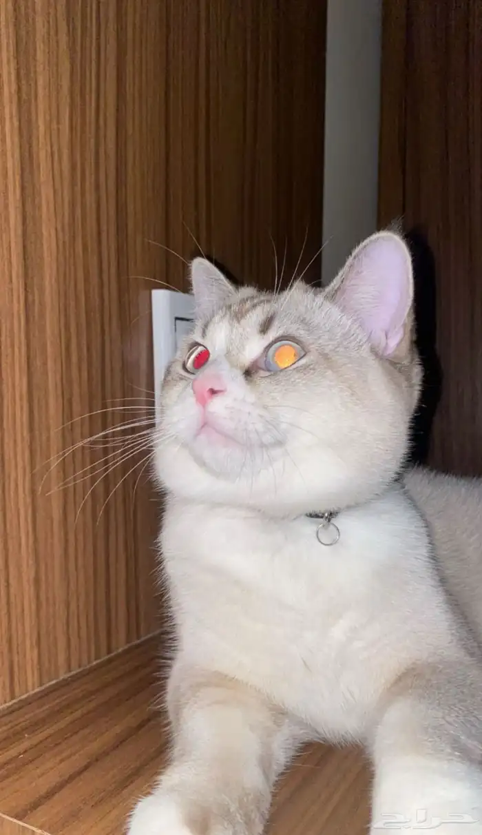 قطوة سكوتش للبيع 10