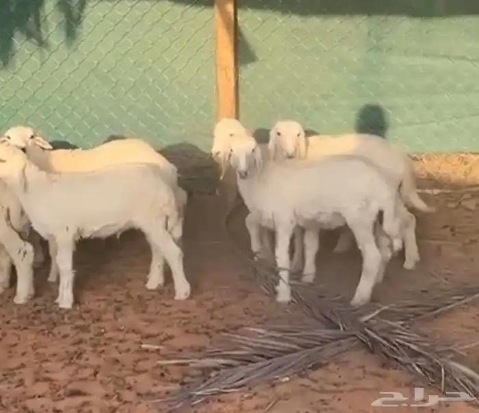 بهم حري للبيع 2