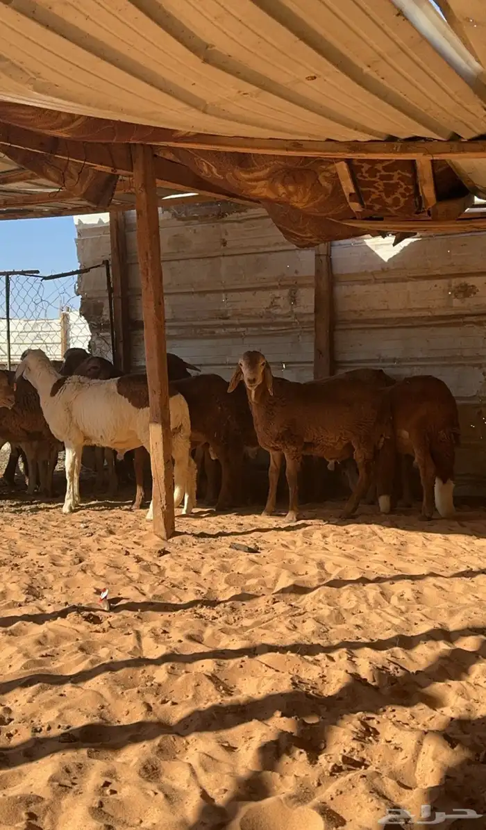 خرفان سواكن مرابي 5