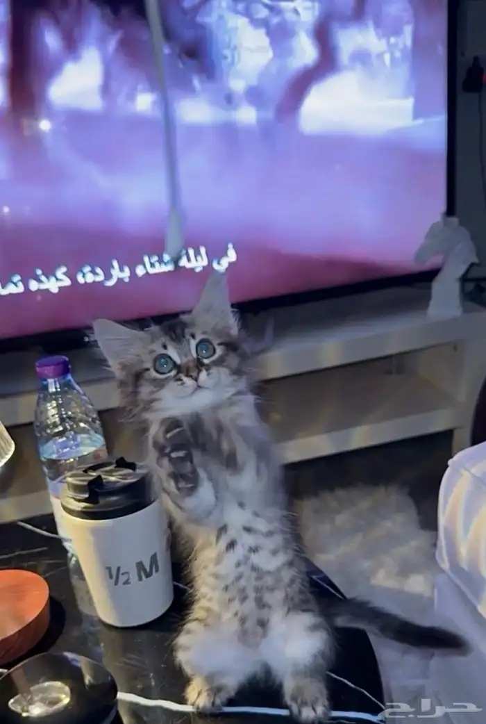 قطط شيرازي تبني 1