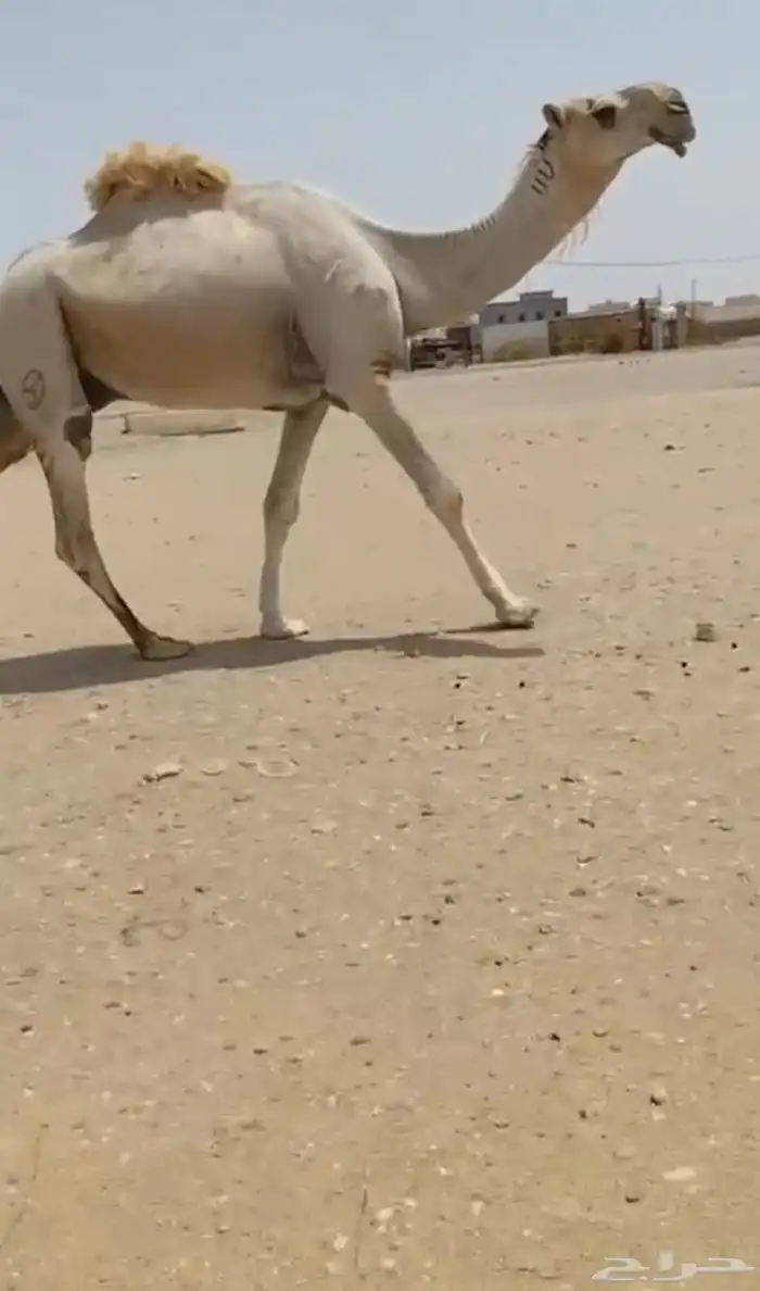 للبيع قعود طويل كفو 0
