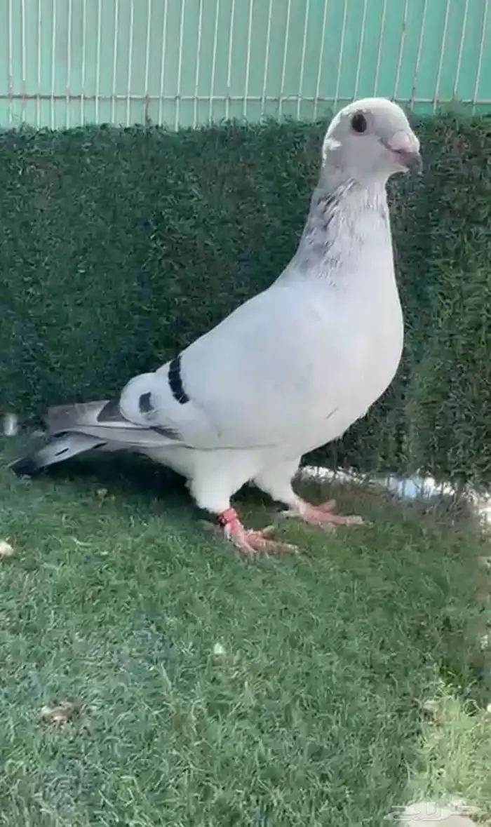 3 حبات زاجل اخوان 4