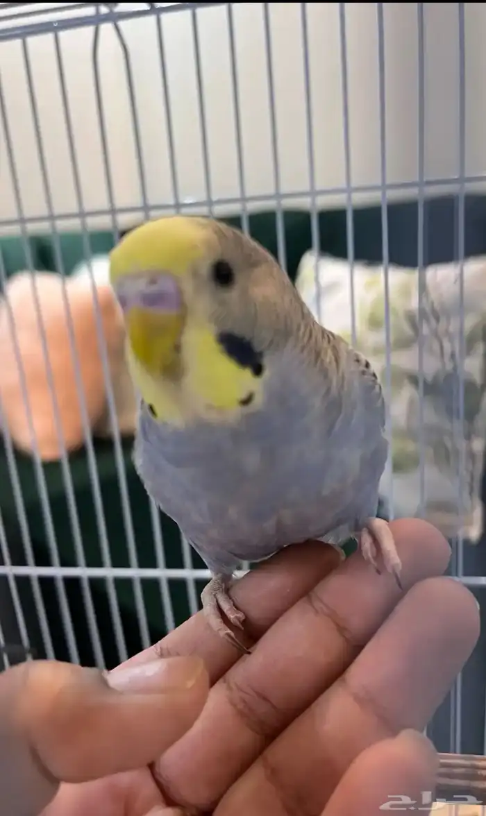جوز باجي اليف عمر 9 شهور. حوله 3