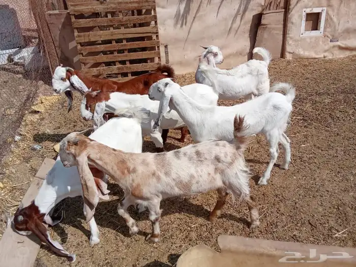 تيوس للبيع 3
