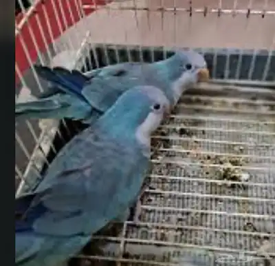 اجواز كويكر منتجه محميه index