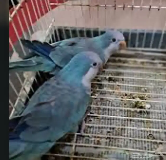 اجواز كويكر منتجه محميه 1