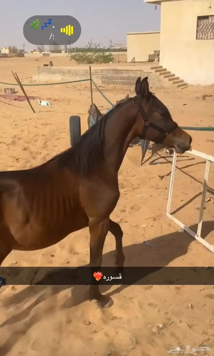 مهر شيخ 1