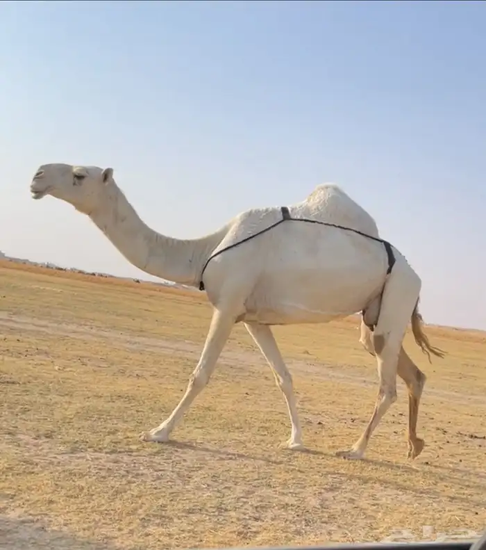 العشرا الوضحا ام البكره الكفو 1