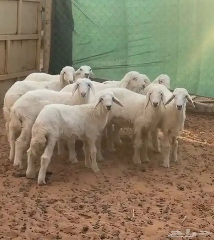 بهم حري للبيع 0