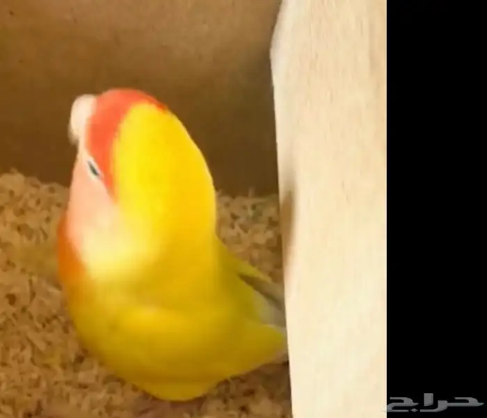 جوزين روز رد فيس 3