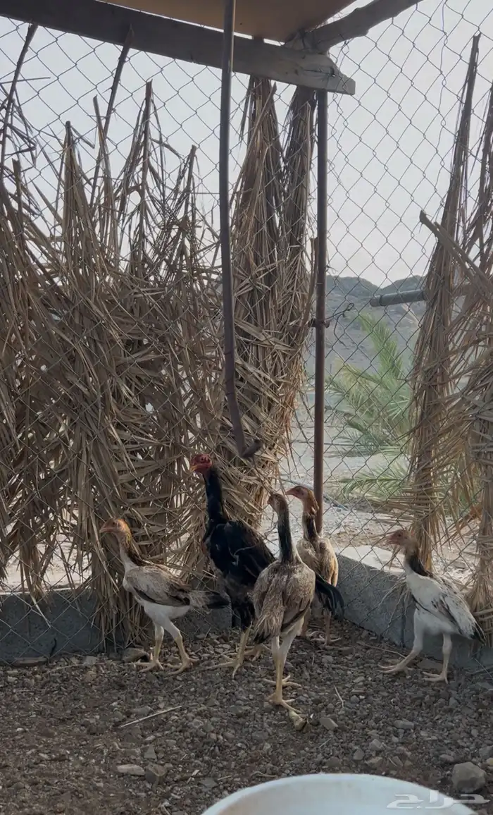طقم شامو ياباني 2