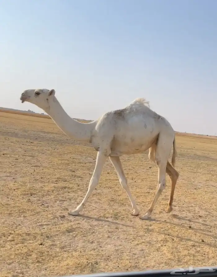 العشرا الوضحا ام البكره الكفو 8