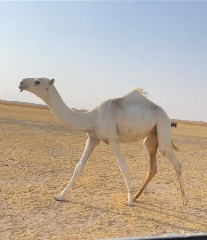 العشرا الوضحا ام البكره الكفو 9