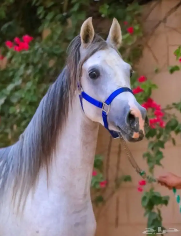 ابغئ سايس خيل 0