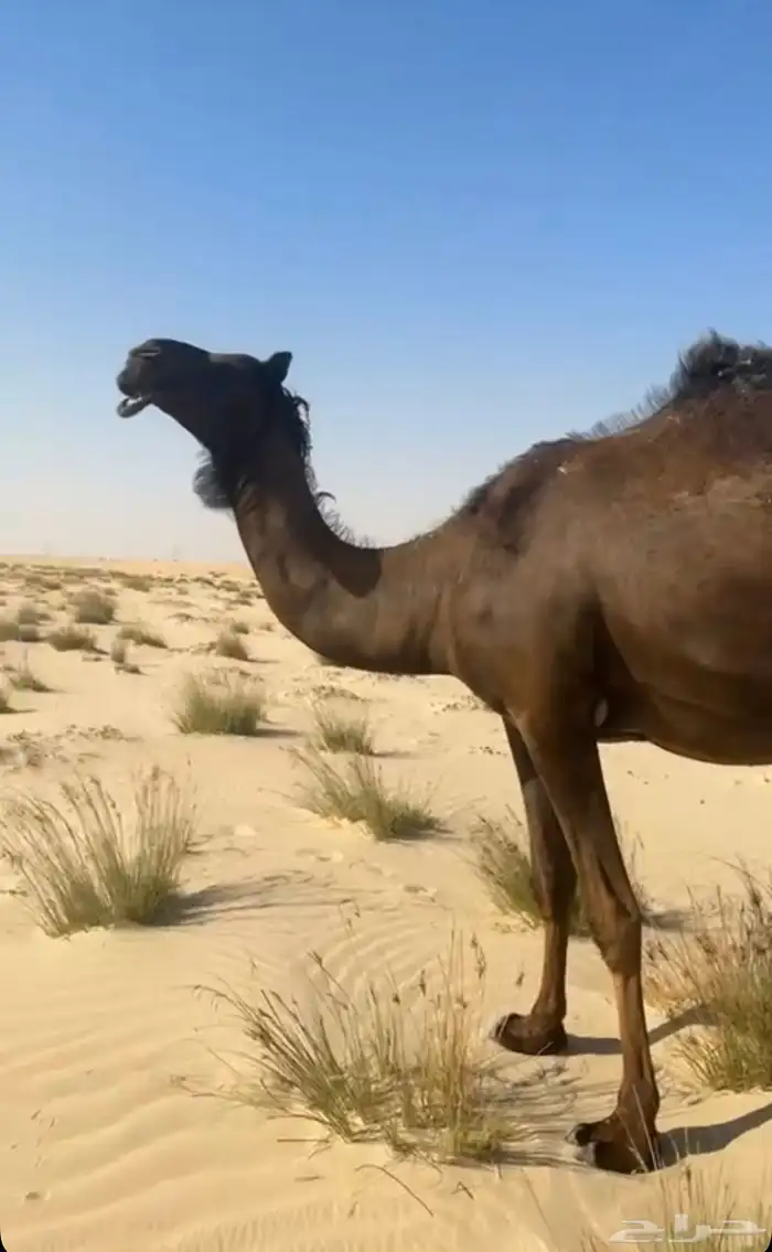 للبيع القحه 0