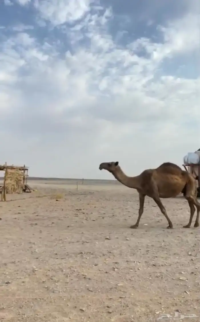 لقحه ملاقي منيحة مشروطة 1