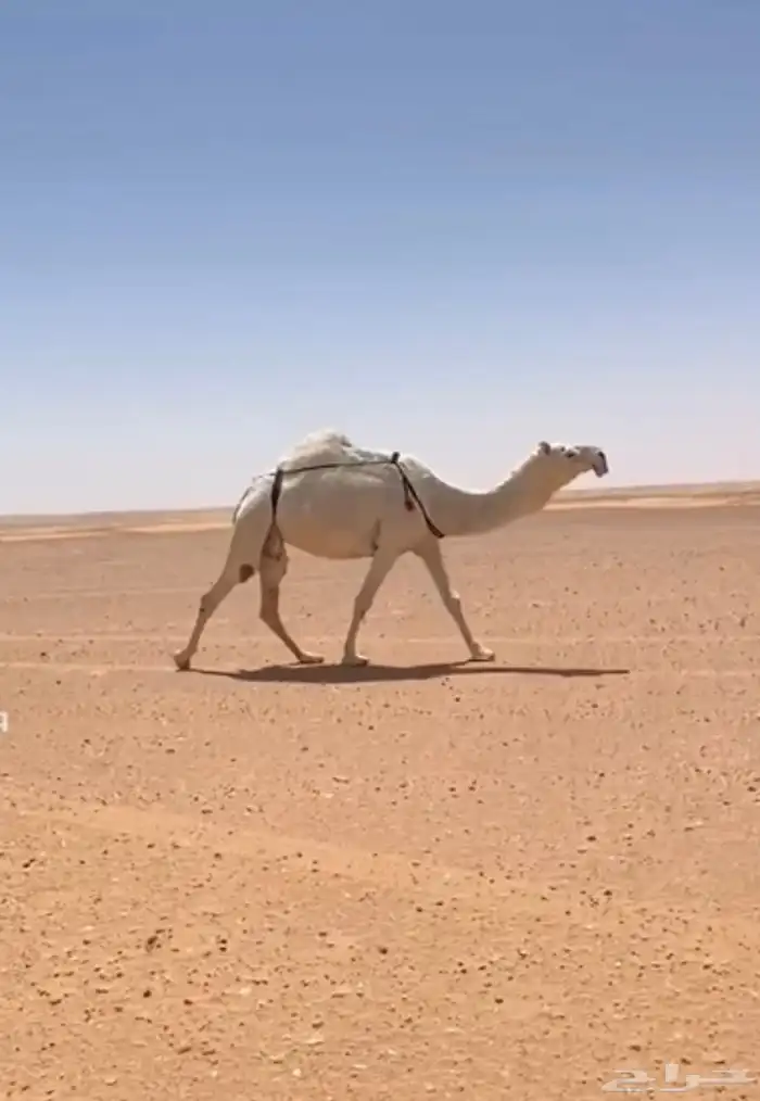 للبيع لقحه سلم من جميع العذاريب 0
