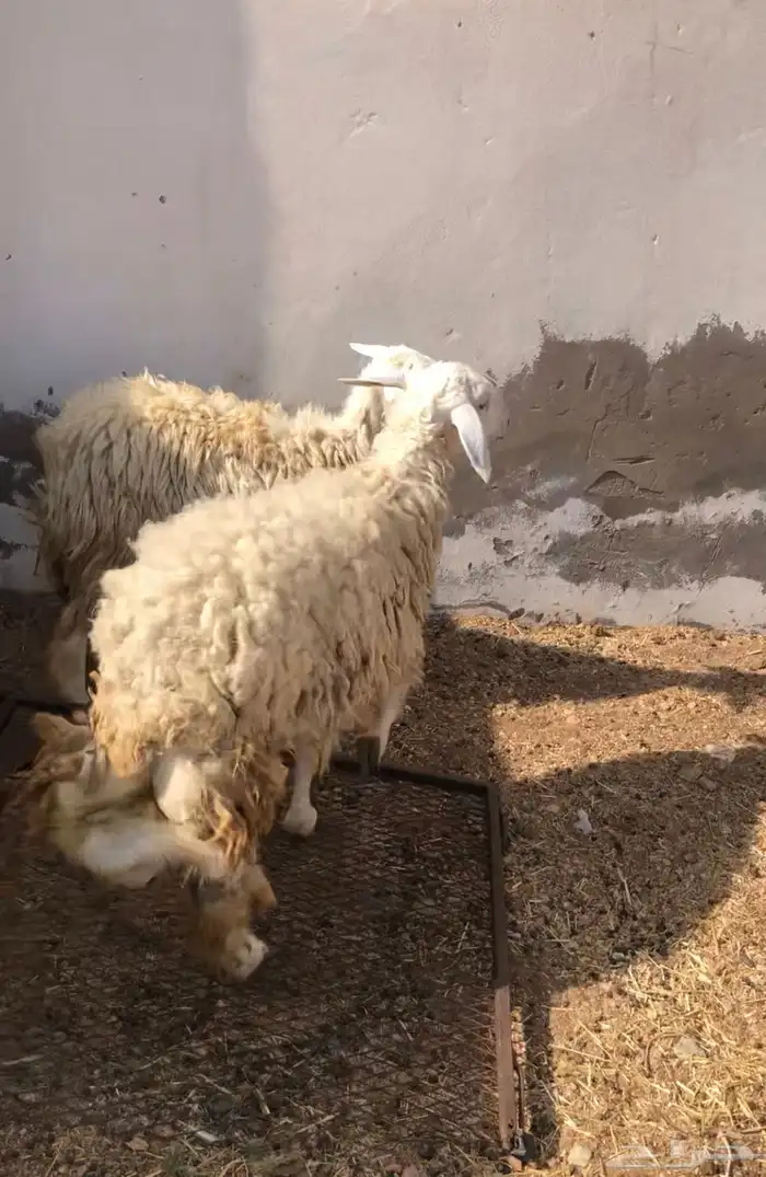 رخال ثنايا تم البيع الله يبارك لراعيها 1