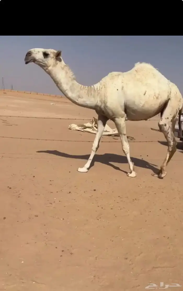 بكرة كفوو واطيب من التصوير 0