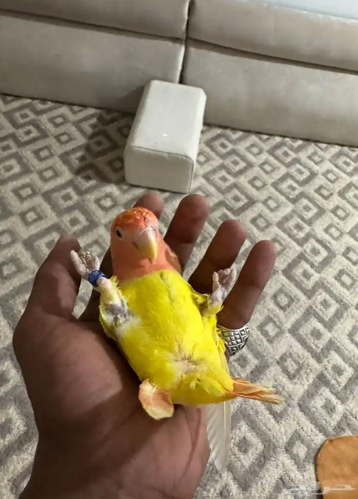 جوز روز منتج 0