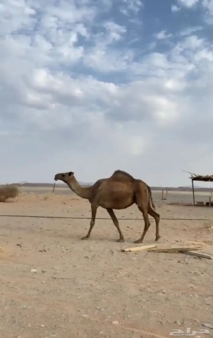 لقحه ملاقي منيحة مشروطة 0