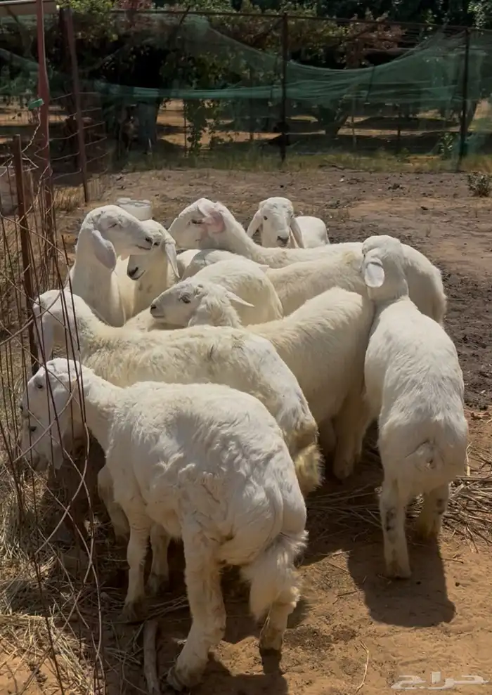 حري خروف عدد 8عمر 4 اشهر 0