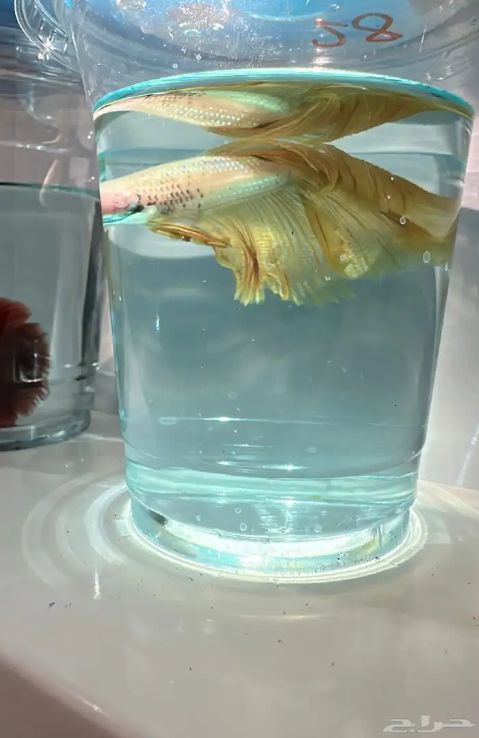 سمك فايتر يوجد توصيل عرض ب10ريال فقط 12