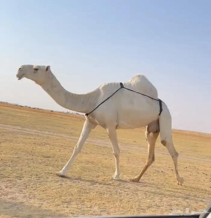 العشرا الوضحا ام البكره الكفو 3