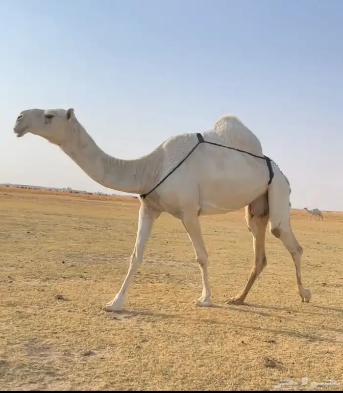 العشرا الوضحا ام البكره الكفو 2