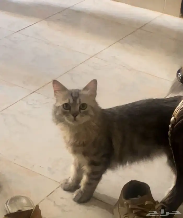 قطوة ضايعة 0