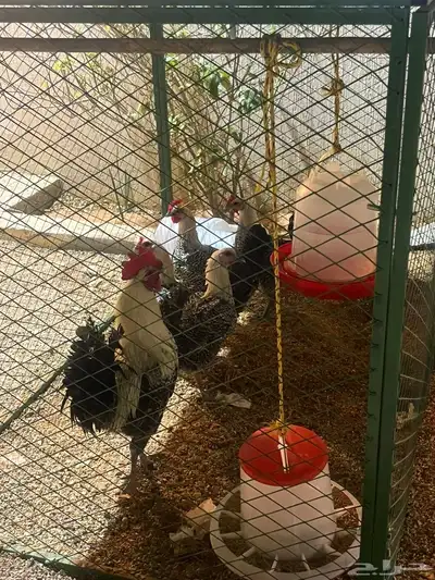 نعرض ذليوم دجاج index