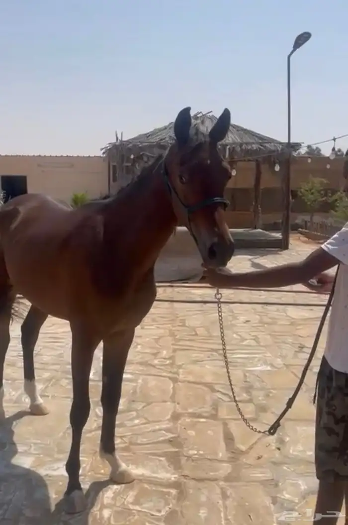 حصان عربي طيب جدا جدا 1