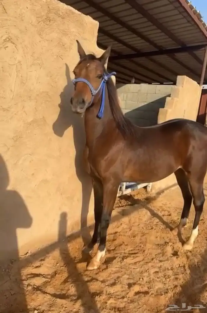 حصان عربي طيب جدا جدا 0