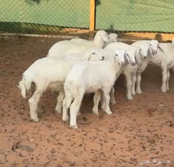 بهم حري للبيع 1