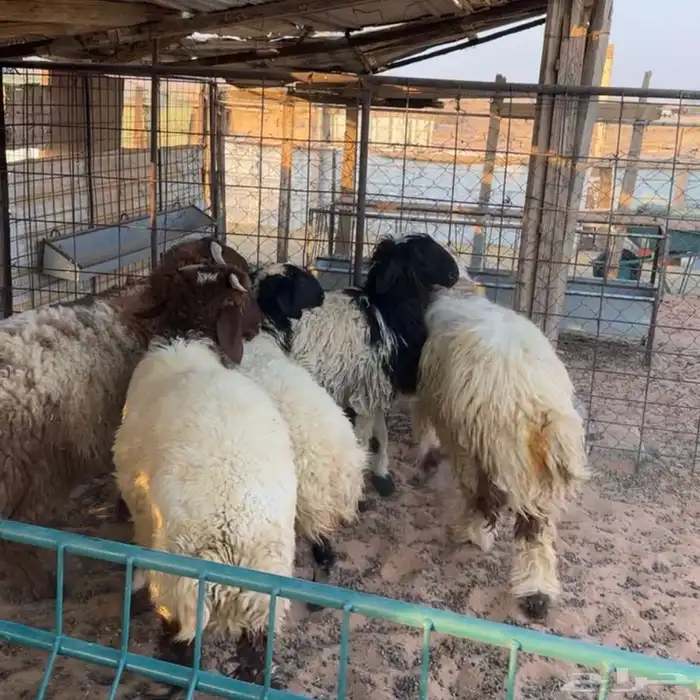 خرفان ورخلين نعيم ( تم البيع ) 0