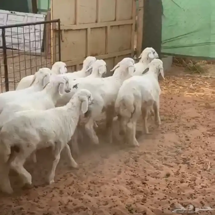 بهم حري للبيع 3