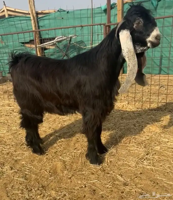 للبيع عارضي فحل كفوو راس صصصعب 1