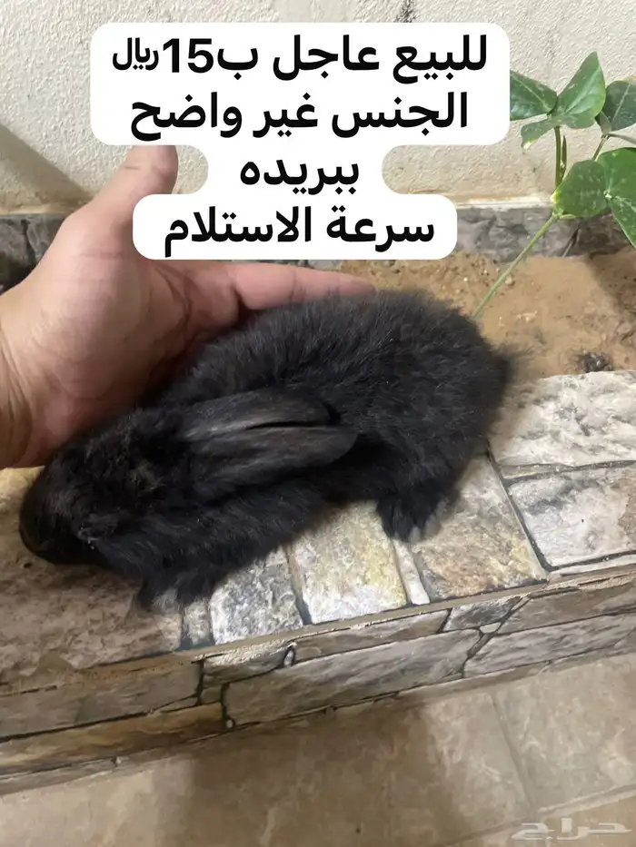 أرنب 0