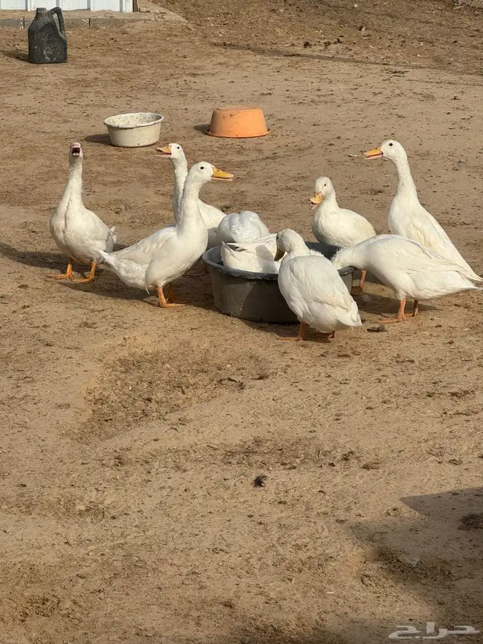 بط بكيني للبيع 0