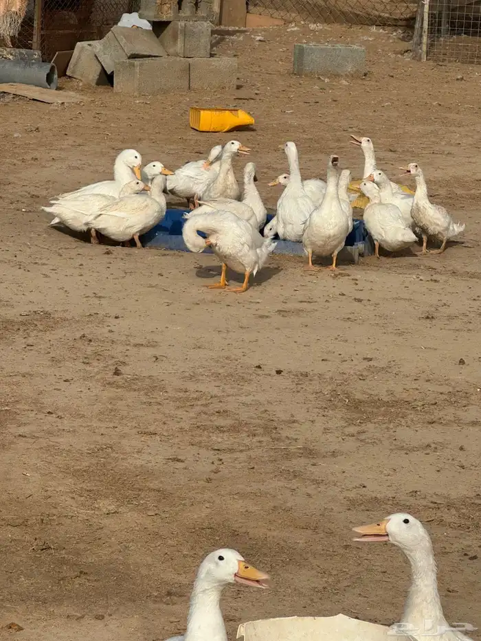 بط بكيني للبيع 1